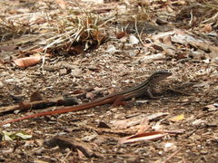 Aspidoscelis angusticeps