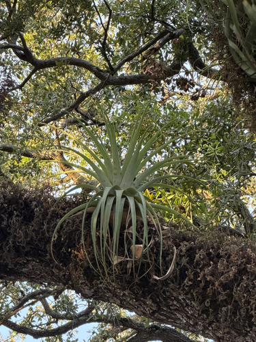 giant airplant