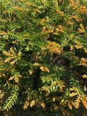 Tsuga heterophylla