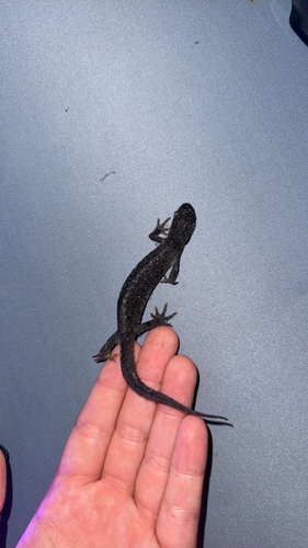 Great Crested Newt