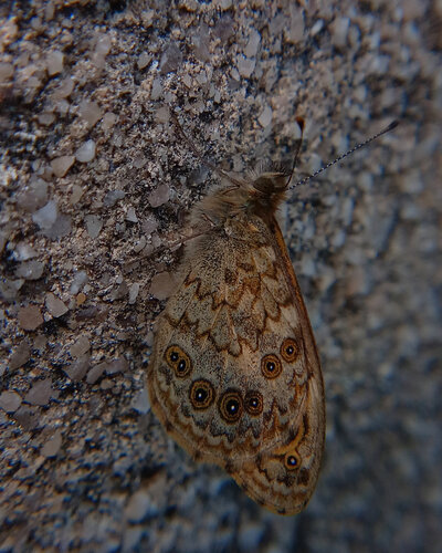 Wall Brown