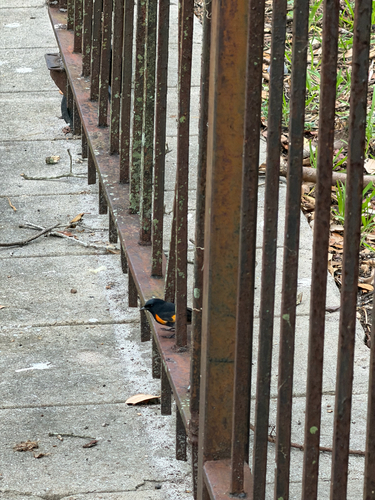 American Redstart