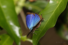 Arhopala micale