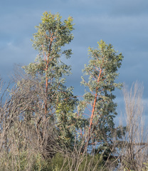 Codonocarpus cotinifolius