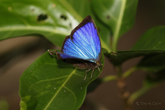 Arhopala micale