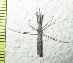 Igora repraesentatus