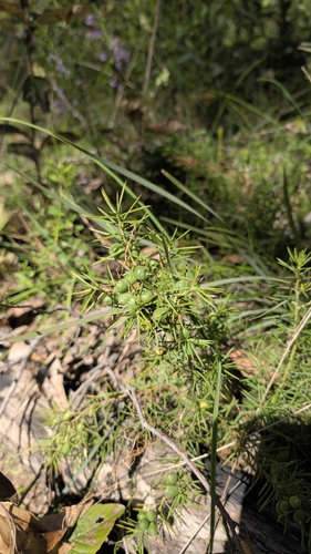 Persoonia juniperina observed 2026-10-17