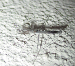 Igora repraesentatus