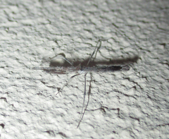 Igora repraesentatus