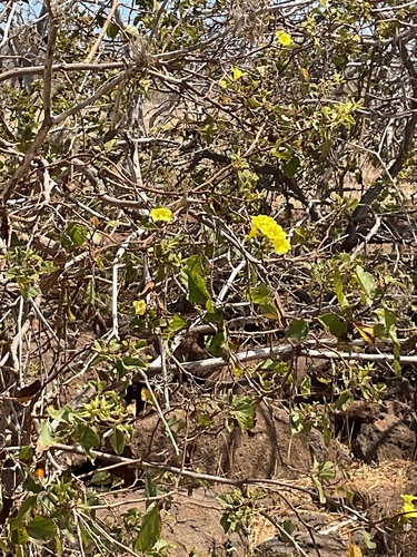 Cordia lutea observed 2026-10-16