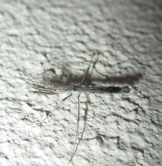 Igora repraesentatus