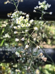 Capsella bursa-pastoris