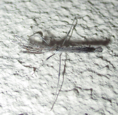 Igora repraesentatus