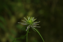 Phyteuma scheuchzeri