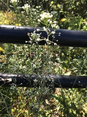 Capsella bursa-pastoris