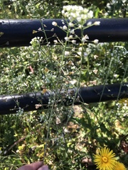 Capsella bursa-pastoris