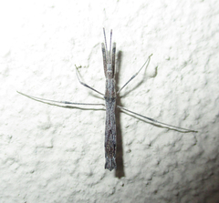 Igora repraesentatus