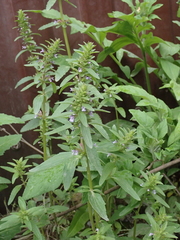 Dracocephalum thymiflorum
