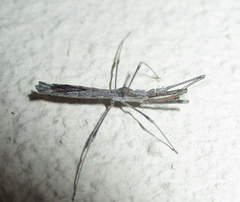 Igora repraesentatus