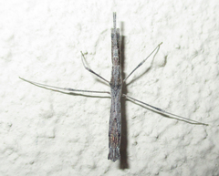 Igora repraesentatus