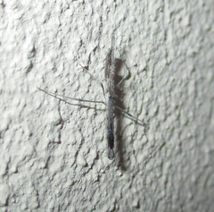 Igora repraesentatus