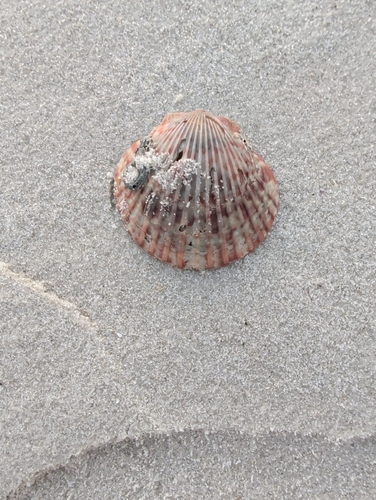 Argopecten gibbus observed 2026-10-16