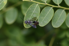 Tachyphron armidalensis