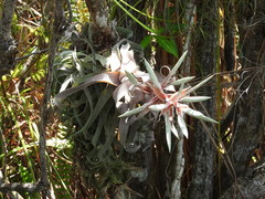 Tillandsia streptophylla