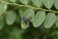 Tachyphron armidalensis