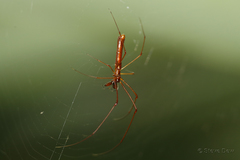 Tetragnatha nitens