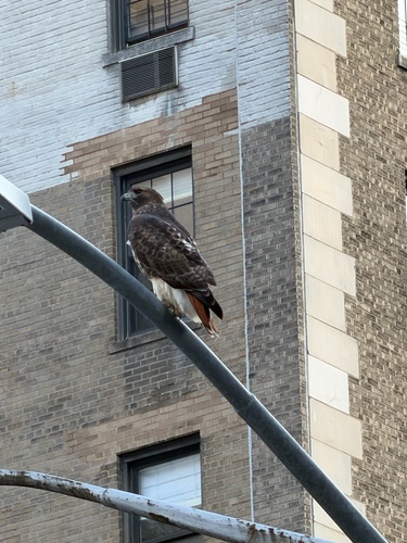 Red-tailed Hawk