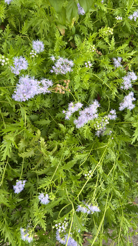 Palmleaf Mistflower