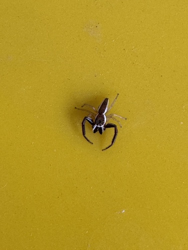 Common Hentz Jumping Spider