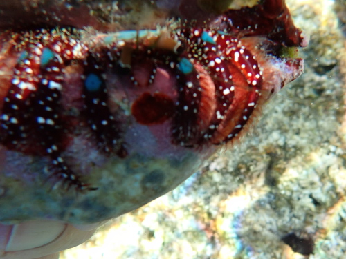 Dardanus guttatus observed 2026-10-12