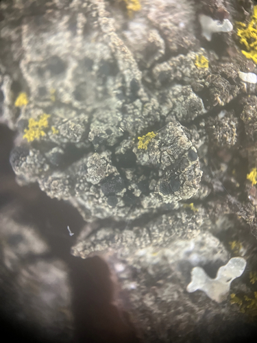 Tiny Button Lichen