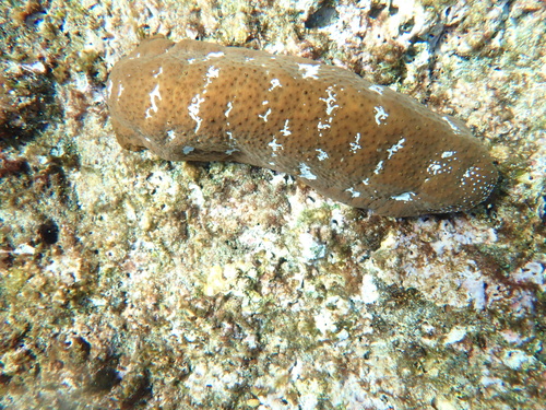 Actinopyga observed 2026-10-12