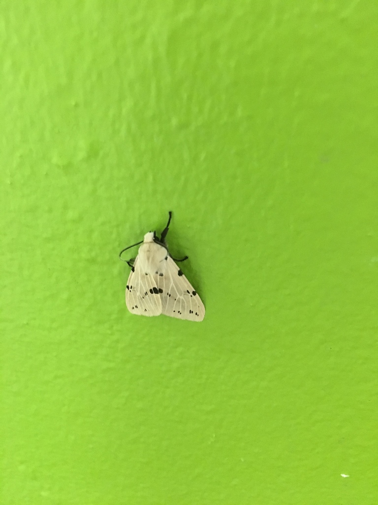 Spilarctia hosei