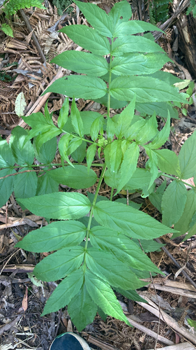 Sambucus gaudichaudiana observed 2026-10-17