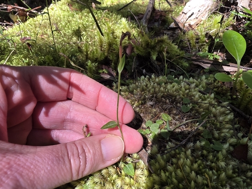Pterostylis trullifolia observed 2026-10-17