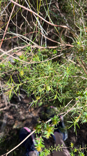 Persoonia juniperina observed 2026-10-17