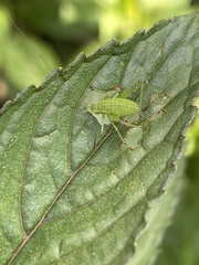 Leptophyes punctatissima