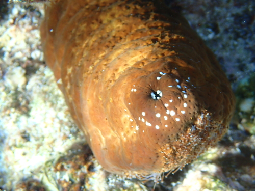 Actinopyga observed 2026-10-12