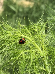 Harmonia axyridis