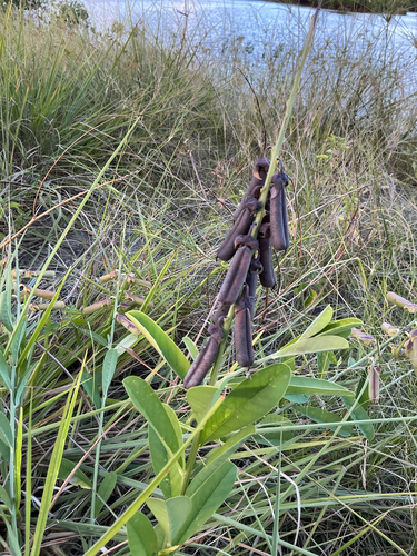 Crotalaria retusa observed 2026-10-16