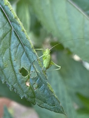 Leptophyes punctatissima