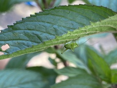 Leptophyes punctatissima