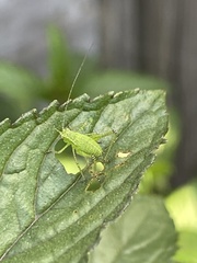 Leptophyes punctatissima