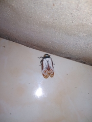 Penthicodes farinosus