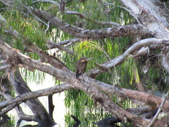 Ixobrychus flavicollis