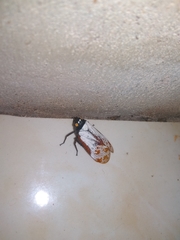 Penthicodes farinosus